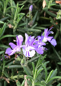 Rosmarinus officinalis 'Bonnie Jean'